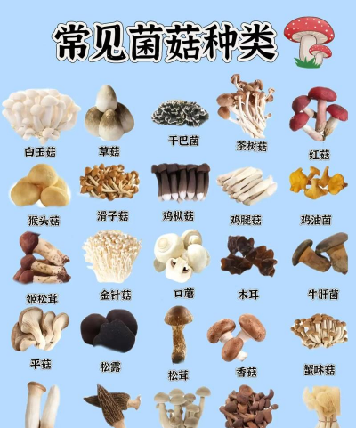 菇类有哪些品种