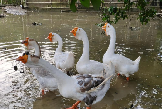 小众送妈妈的花有哪些花