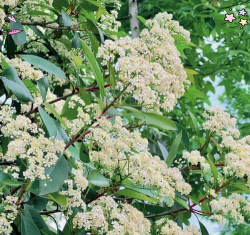 哪些城市有石楠花