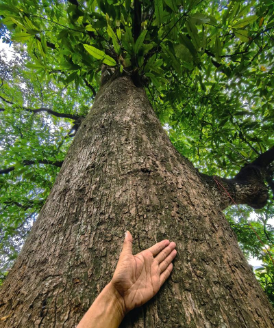 小众送妈妈的花有哪些花