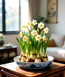 小众送妈妈的花有哪些花