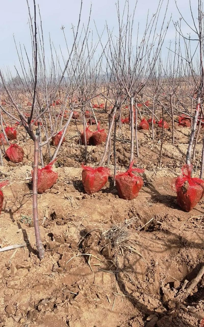 苹果树实生苗几年才能结果