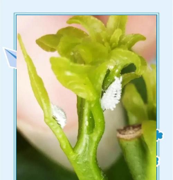 小众送妈妈的花有哪些花