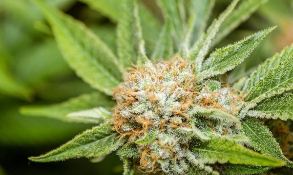 大麻的花什么样子