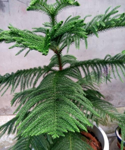 小众送妈妈的花有哪些花