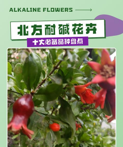 小众送妈妈的花有哪些花