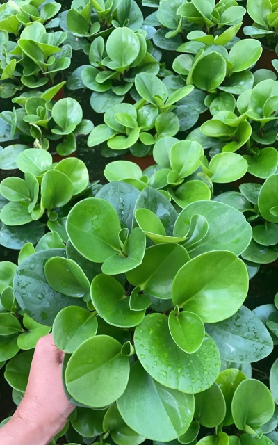 豆瓣植物长什么样