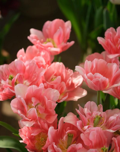 小众送妈妈的花有哪些花