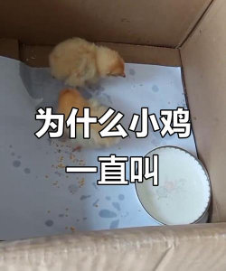 小鸡为什么一直叫