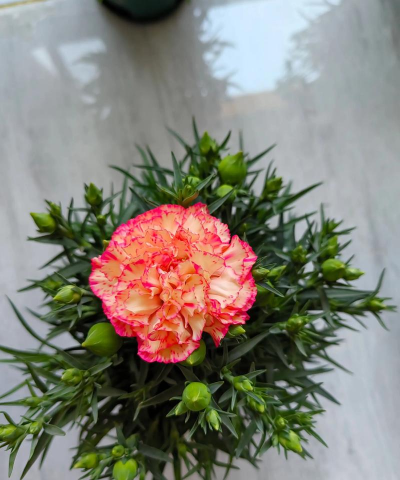 小众送妈妈的花有哪些花