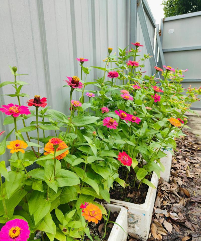 小众送妈妈的花有哪些花