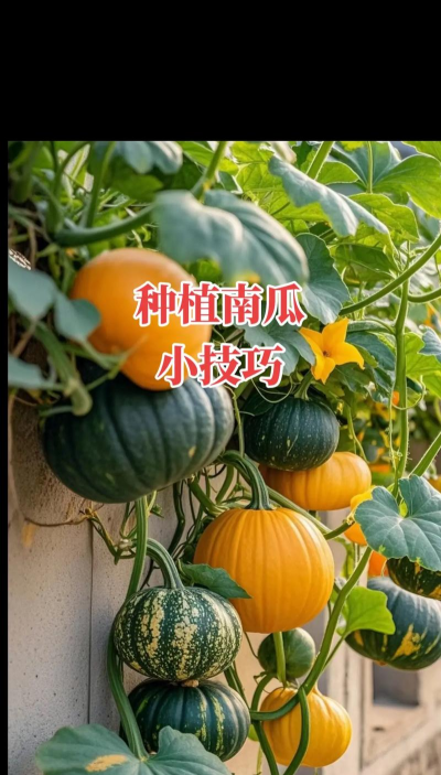 种植柿子南瓜怎么种植方法