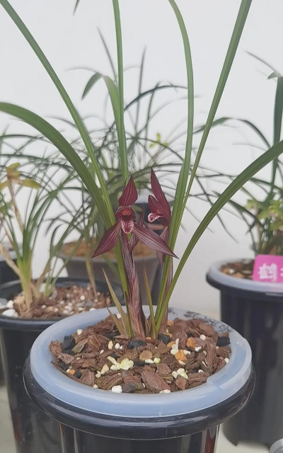 小众送妈妈的花有哪些花