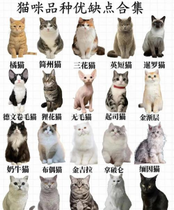 宠物猫品种