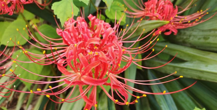 小众送妈妈的花有哪些花