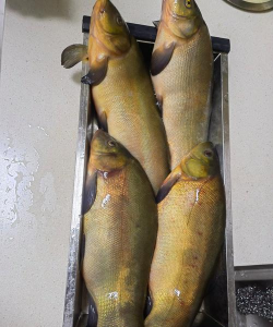 小众送妈妈的花有哪些花