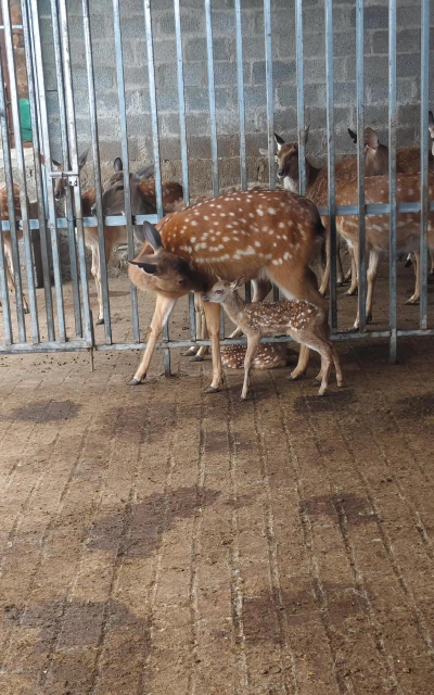小众送妈妈的花有哪些花
