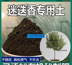 小众送妈妈的花有哪些花