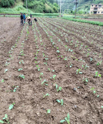 北方种植包菜怎么种植的