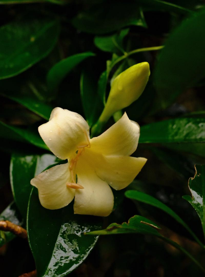 小众送妈妈的花有哪些花