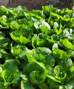 白菜是什么植物