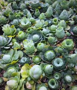 小众送妈妈的花有哪些花