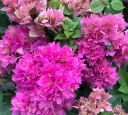 三叶梅什么价格