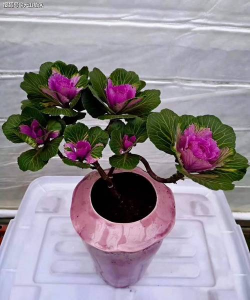 小众送妈妈的花有哪些花