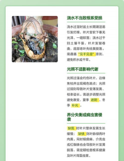 小众送妈妈的花有哪些花