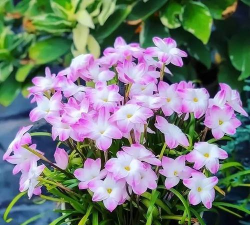 小众送妈妈的花有哪些花