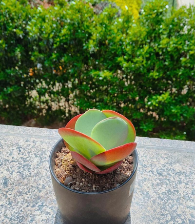 小众送妈妈的花有哪些花