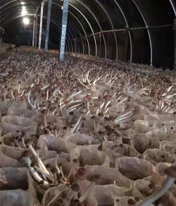 茶树菇产地在哪里