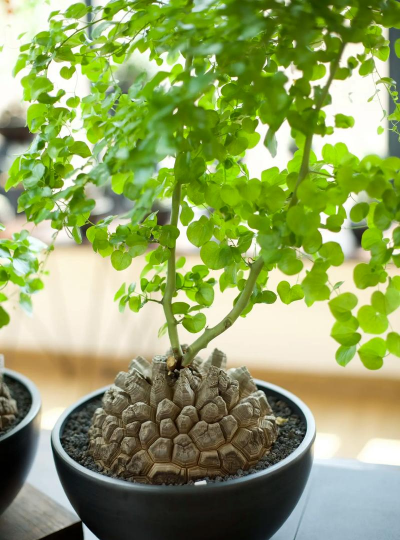 小众送妈妈的花有哪些花