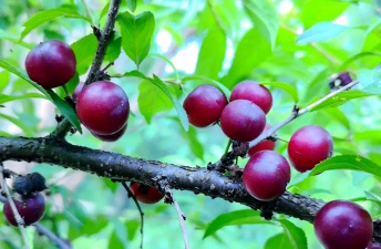 郁李树结果什么样