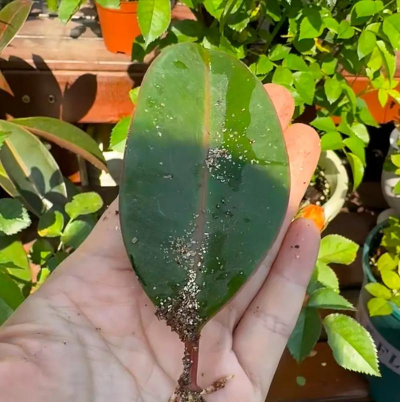 小众送妈妈的花有哪些花