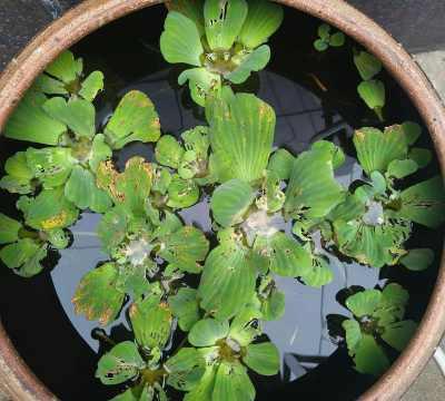 小众送妈妈的花有哪些花