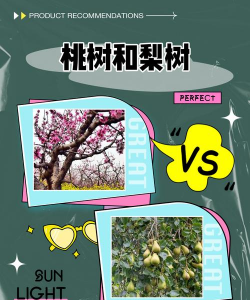 桃树和梨树都是什么