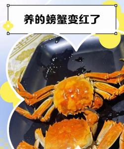 螃蟹煮熟后为什么会变红