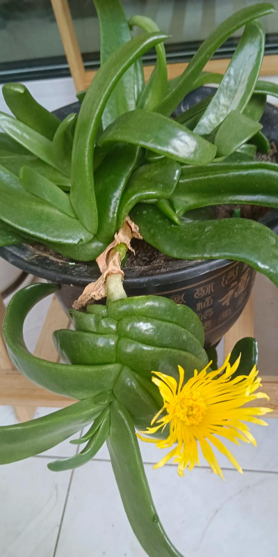 小众送妈妈的花有哪些花