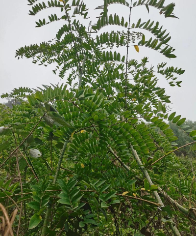 小众送妈妈的花有哪些花