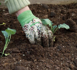 小众送妈妈的花有哪些花