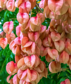 小众送妈妈的花有哪些花