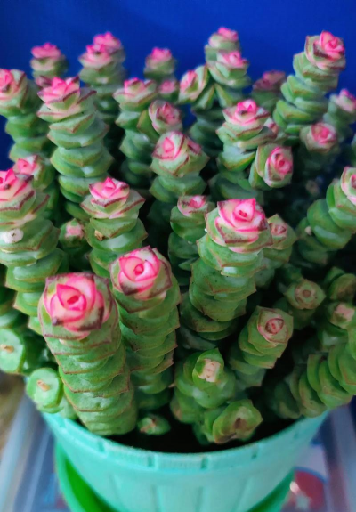 小众送妈妈的花有哪些花