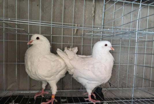 小众送妈妈的花有哪些花