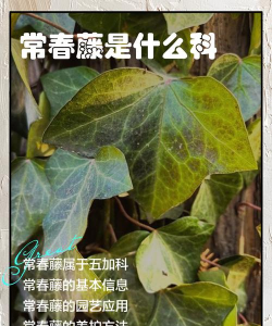 常春藤是什么科