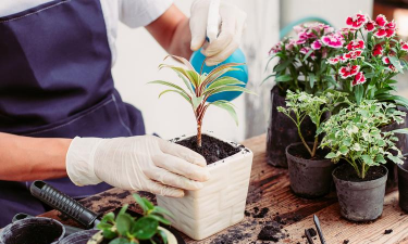 小众送妈妈的花有哪些花