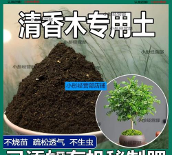 小众送妈妈的花有哪些花