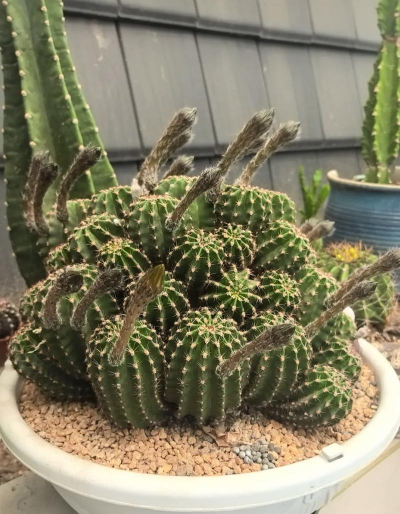 小众送妈妈的花有哪些花