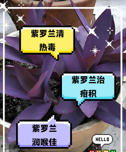 小众送妈妈的花有哪些花