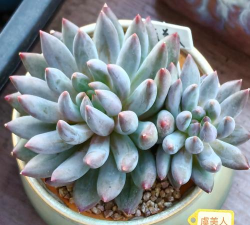 小众送妈妈的花有哪些花